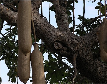 Sausages on the Sausage Tree in Liwonde Game Park